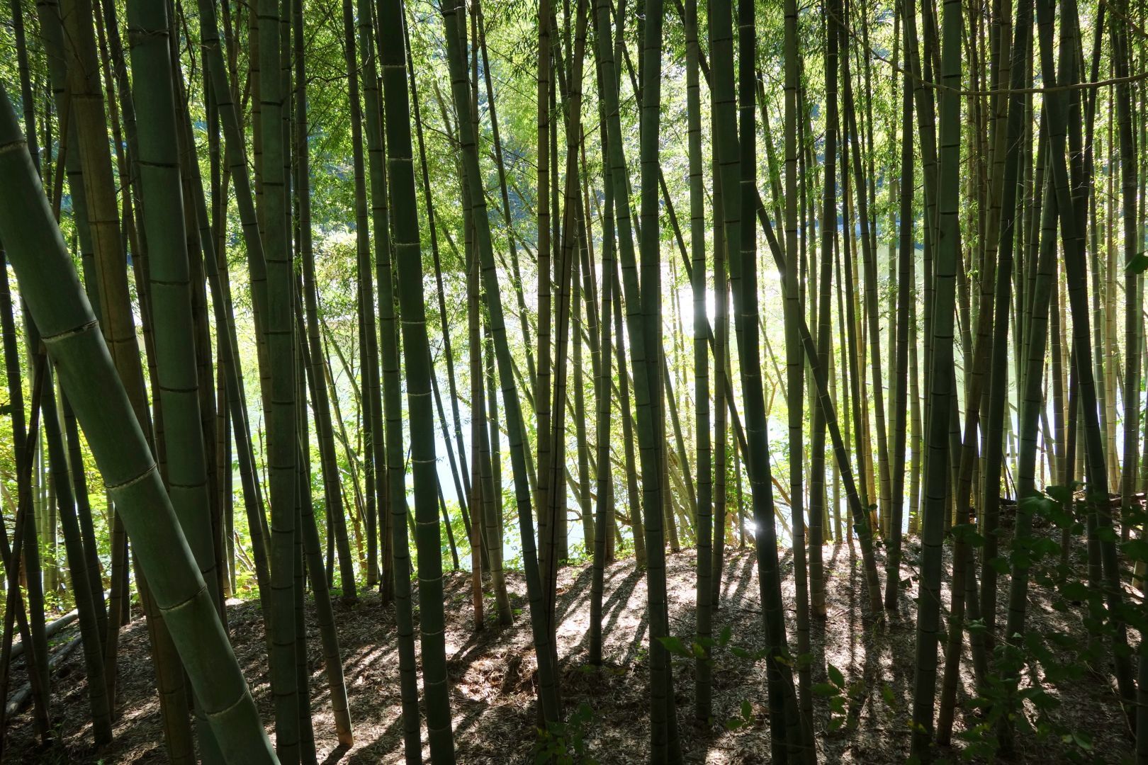 what he said, and the sunlight comes filtering through bamboo stalks and reflecting on water