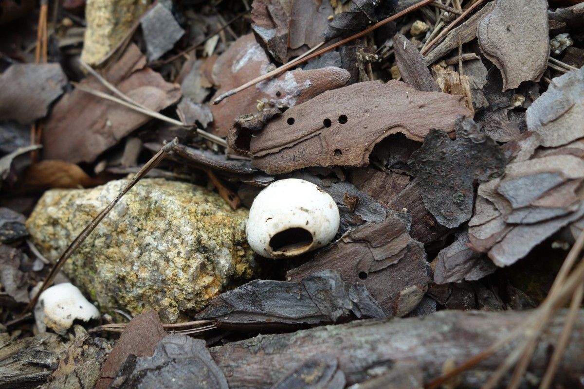 a small round white mushroom looking in distress with a paréidolie mouth and eyes, surrounded by fallen chunks of bark and small rocks